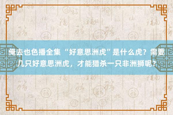 俺去也色播全集 “好意思洲虎”是什么虎？需要几只好意思洲虎，才能猎杀一只非洲狮呢？
