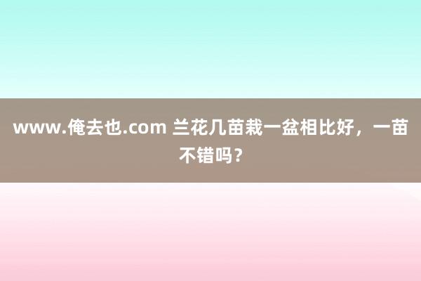 www.俺去也.com 兰花几苗栽一盆相比好，一苗不错吗？